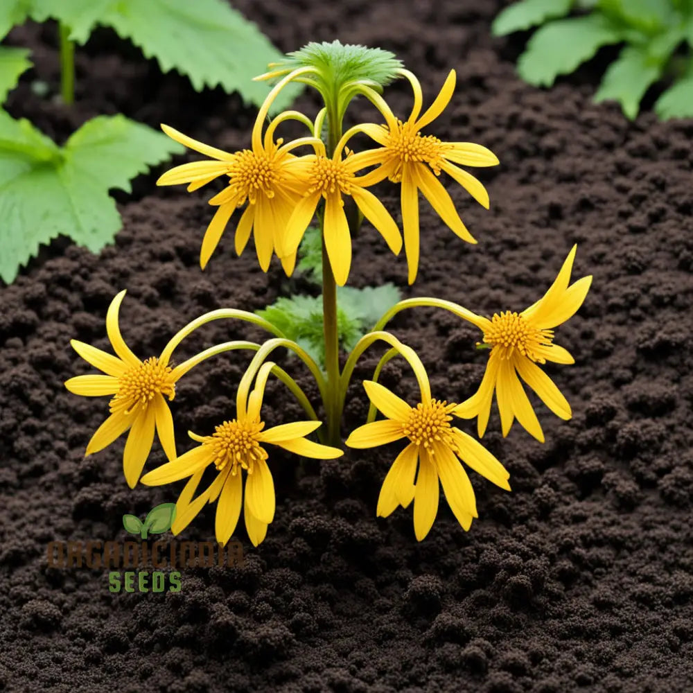 Ligularia Flower Seeds â€“ Elevate Your Gardening Experience With Bold Eye-Catching Blooms And Lush