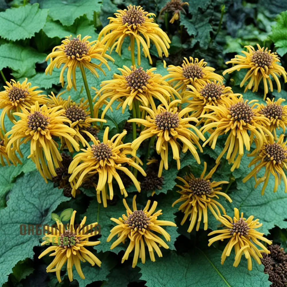 Ligularia Flower Seeds â€“ Elevate Your Gardening Experience With Bold Eye-Catching Blooms And Lush