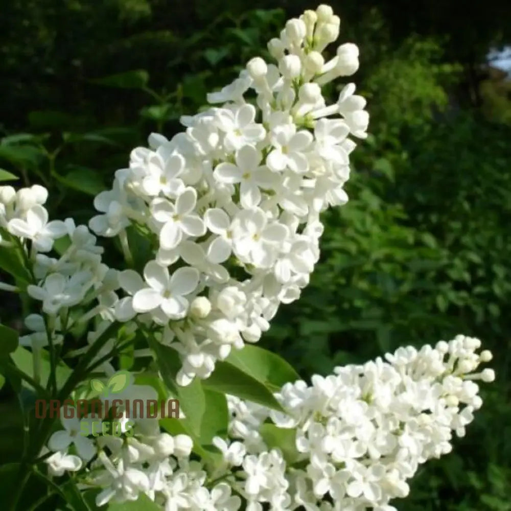 Lilac White Flower Seeds For Planting Growing Elegant And Fragrant Blooms For Your Garden