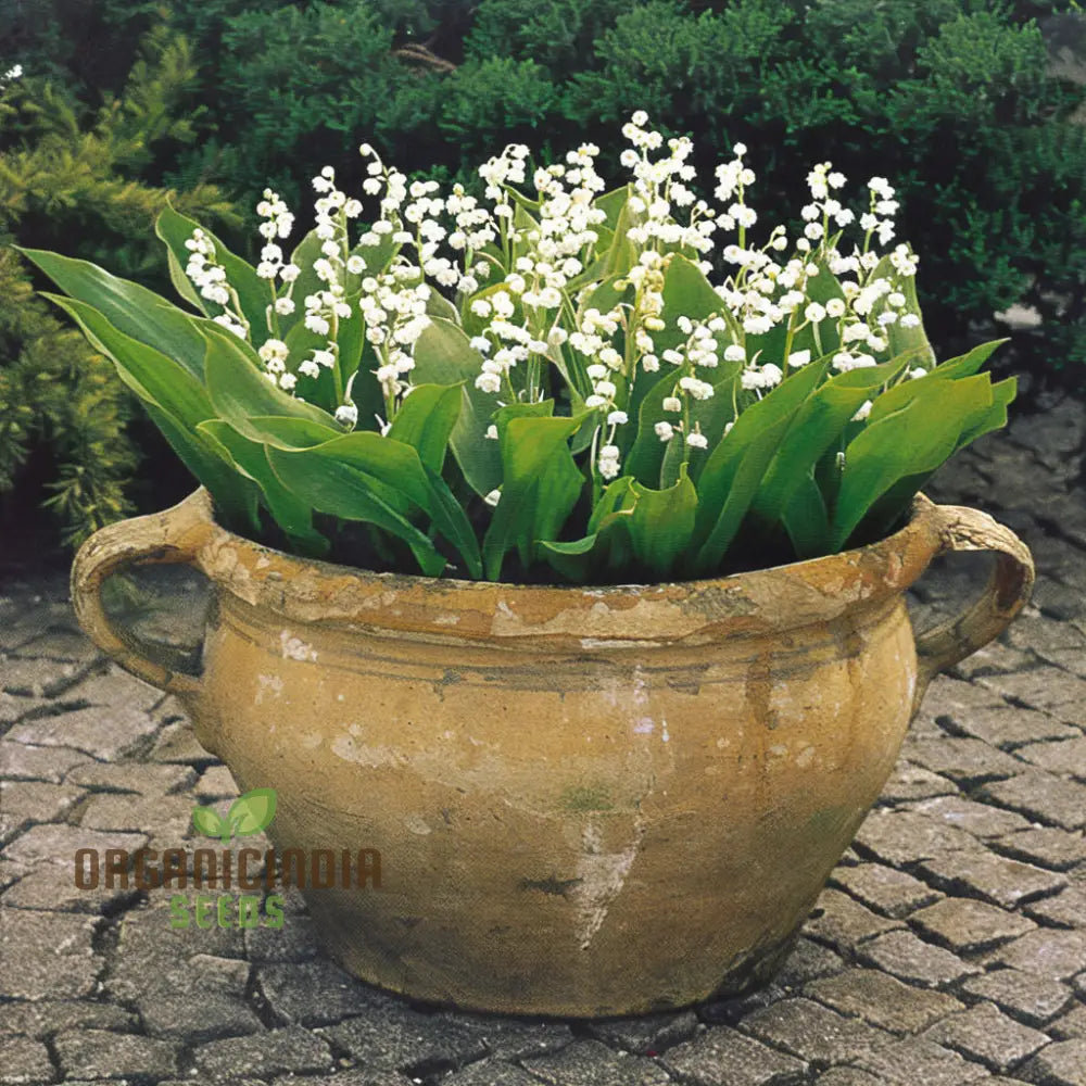 Lilies Of The Valley Bulbs Lily Plants Flower For Planting Perennial Bareroots Outdoor Garden (3