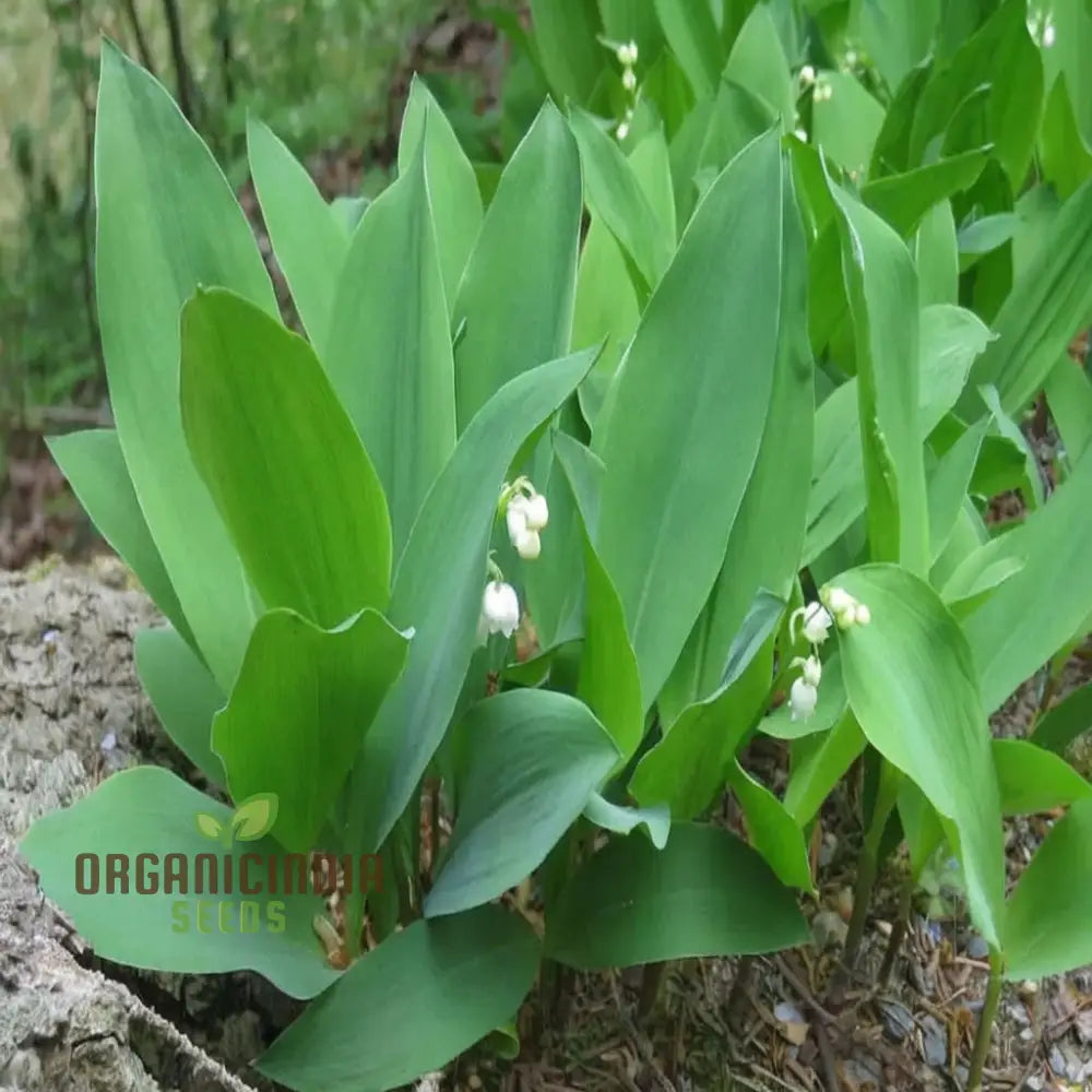 Lilies Of The Valley Bulbs Lily Plants Flower For Planting Perennial Bareroots Outdoor Garden (3