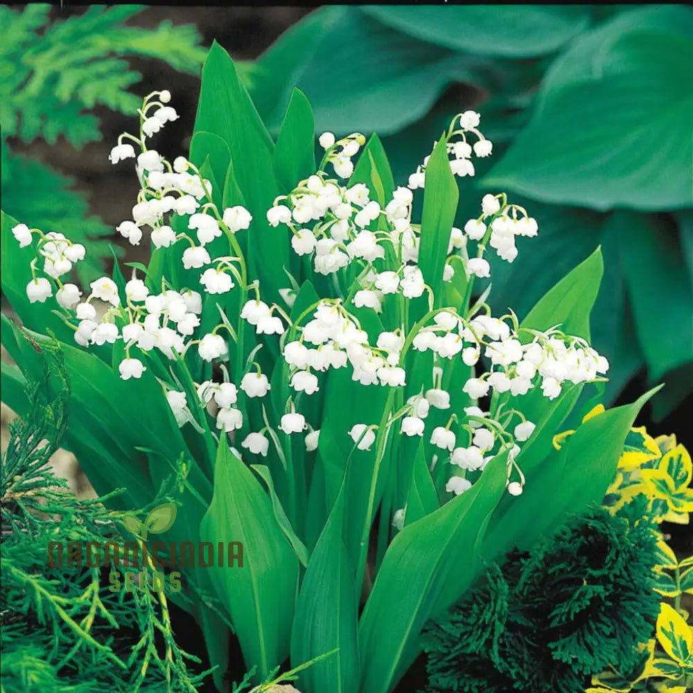 Lilies Of The Valley Bulbs Lily Plants Flower For Planting Perennial Bareroots Outdoor Garden (3