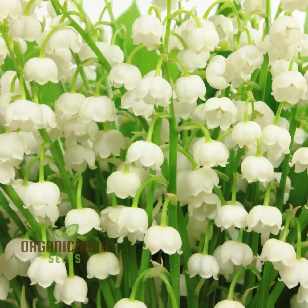 Lilies Of The Valley Bulbs Lily Plants Flower For Planting Perennial Bareroots Outdoor Garden (3