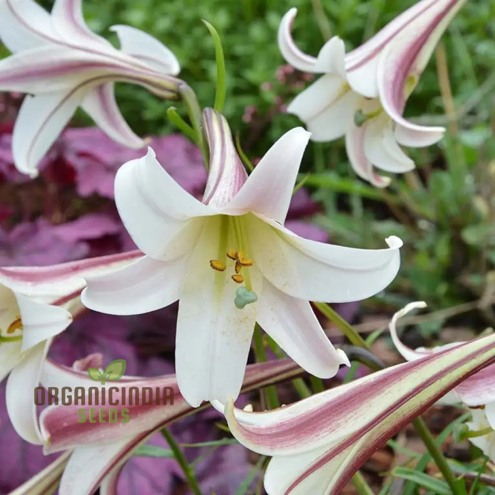 Lilium Formosanum Var Seeds â€“ Cultivate A Flourishing Landscape With Rare And Elegant Blooms!