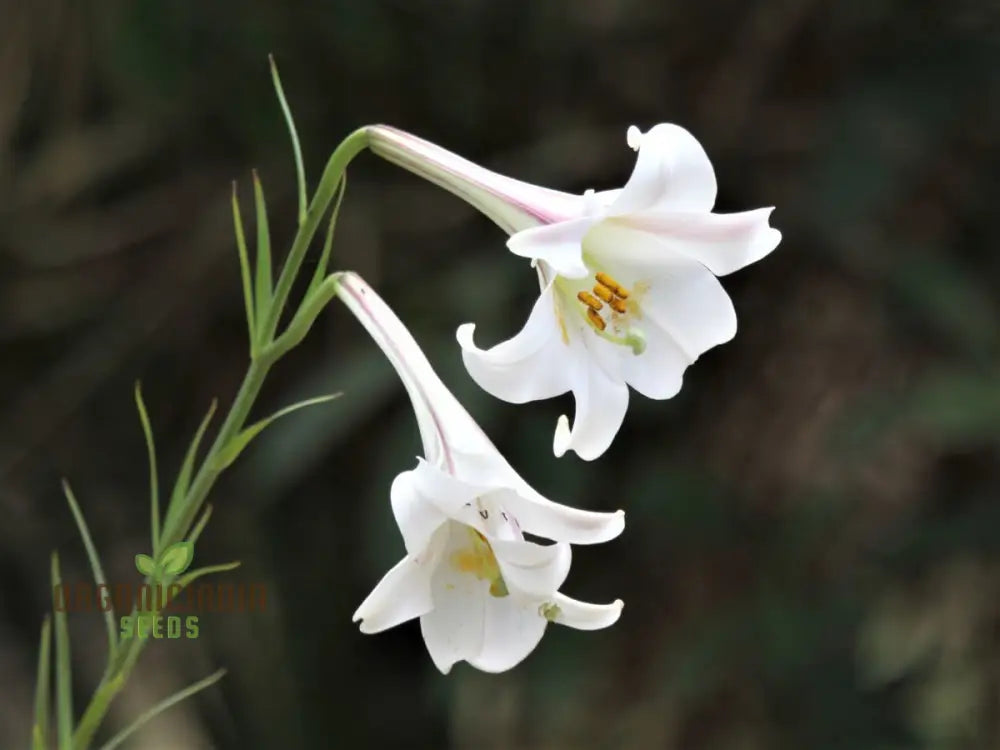 Lilium Formosanum Var Seeds â€“ Cultivate A Flourishing Landscape With Rare And Elegant Blooms!