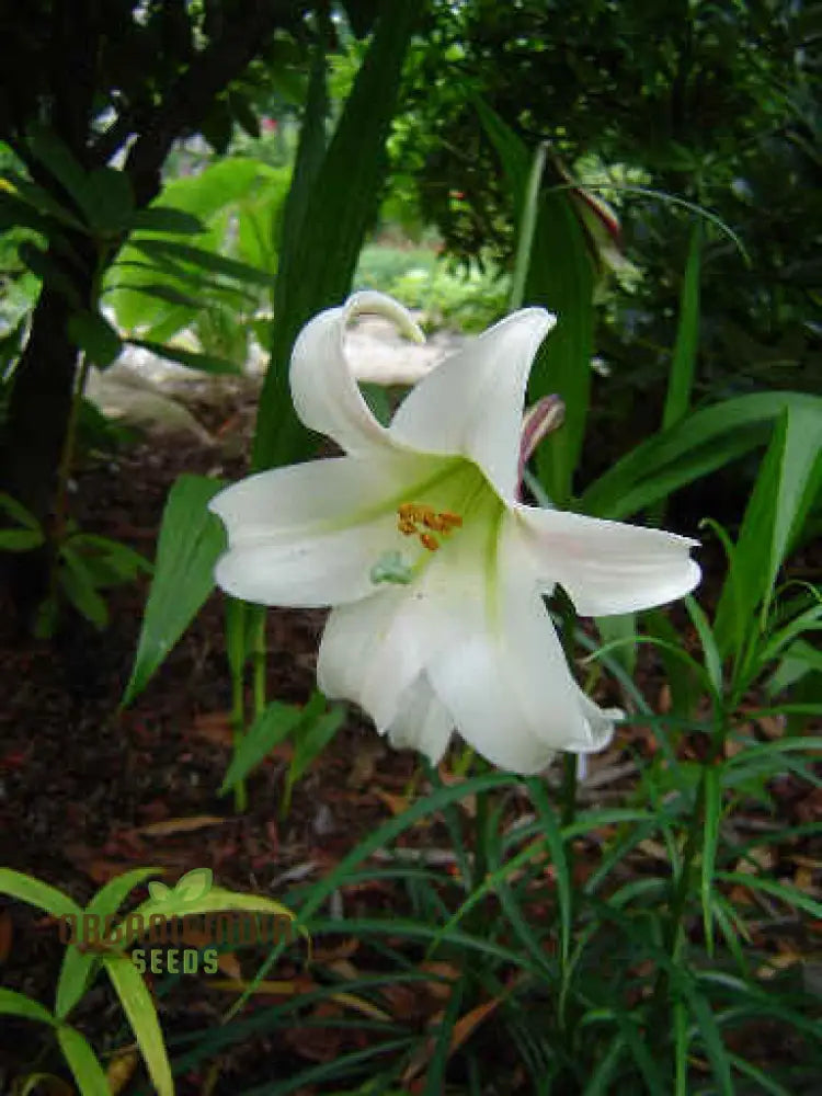 Lilium Formosanum Var Seeds â€“ Cultivate A Flourishing Landscape With Rare And Elegant Blooms!