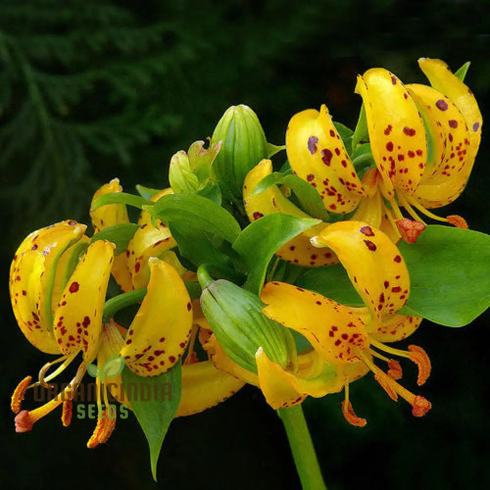 Lilium Hansonii: Premium Seeds For Your Gardenâ€™s Flourishing Beauty And Graceful Elegance!