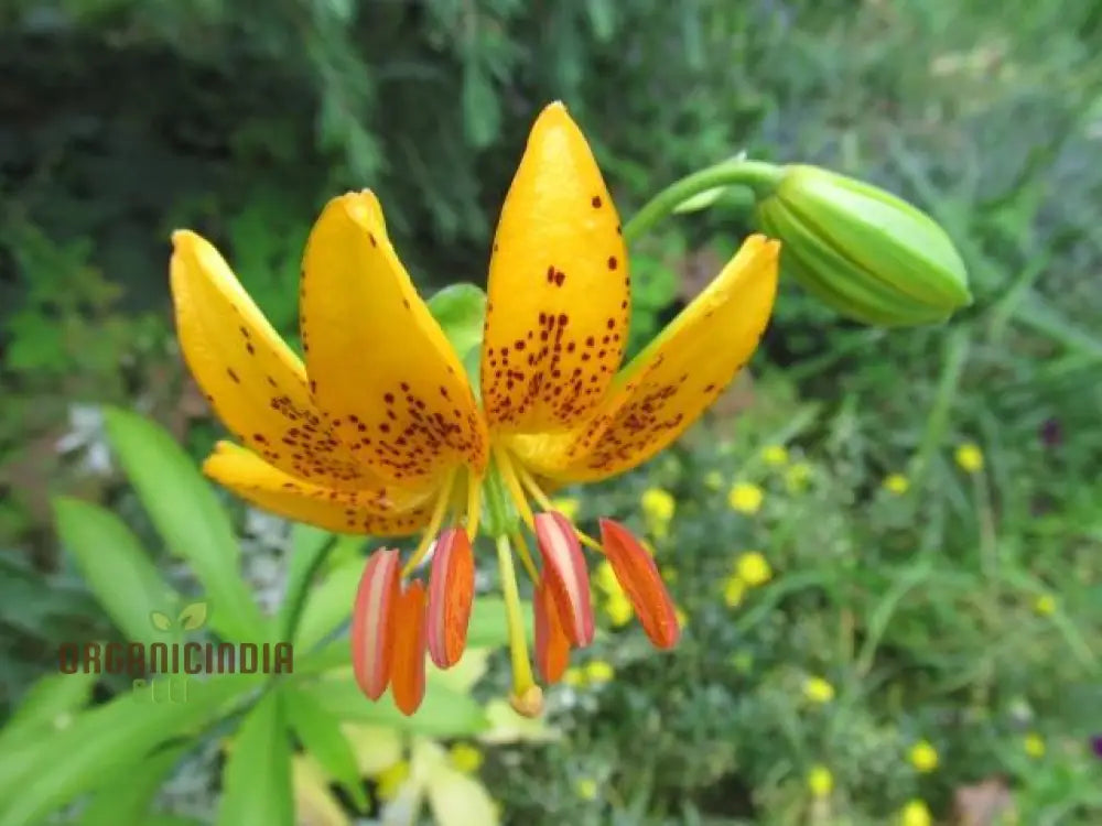 Lilium Hansonii: Premium Seeds For Your Gardenâ€™s Flourishing Beauty And Graceful Elegance!