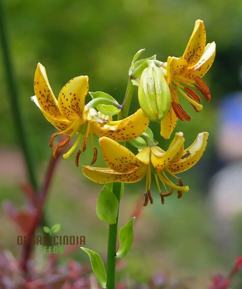 Lilium Hansonii: Premium Seeds For Your Gardenâ€™s Flourishing Beauty And Graceful Elegance!