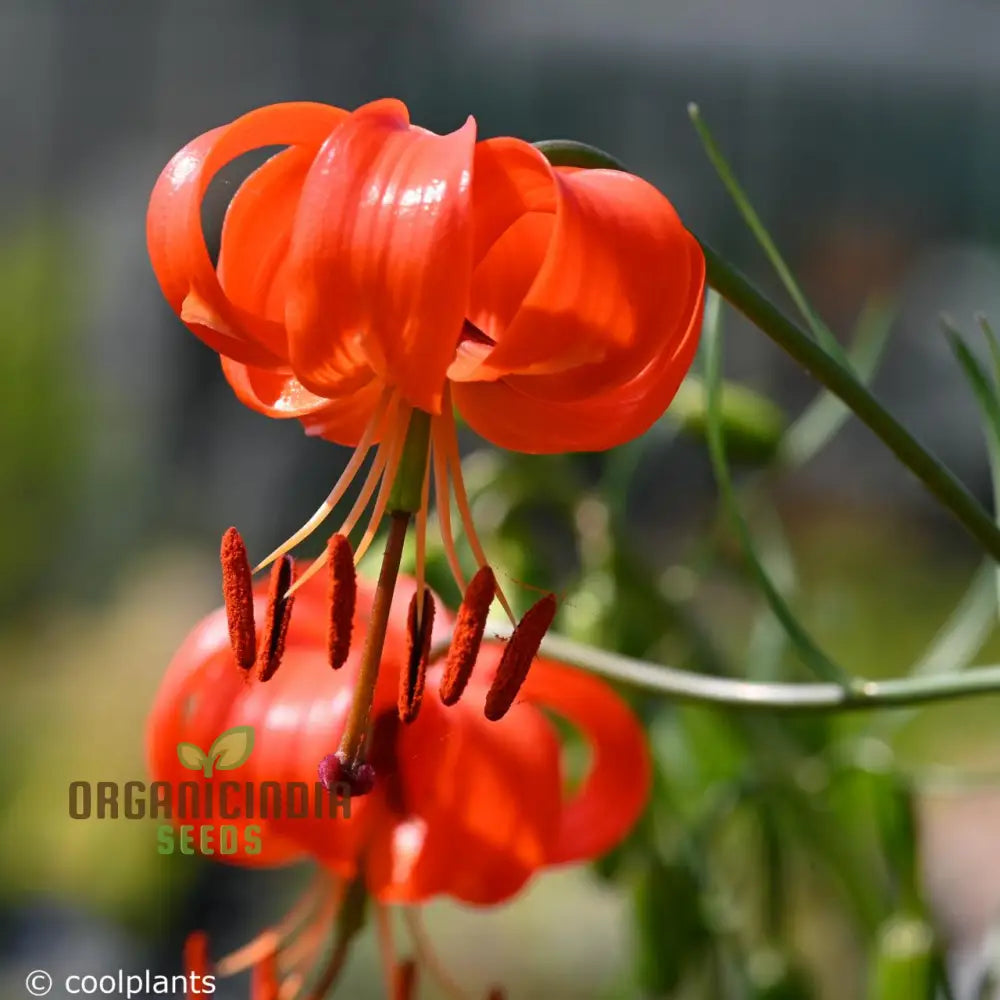 Lilium Pumilum Seeds â€“ Cultivate Exquisite Beauty And Grace In Your Gardening Journey!