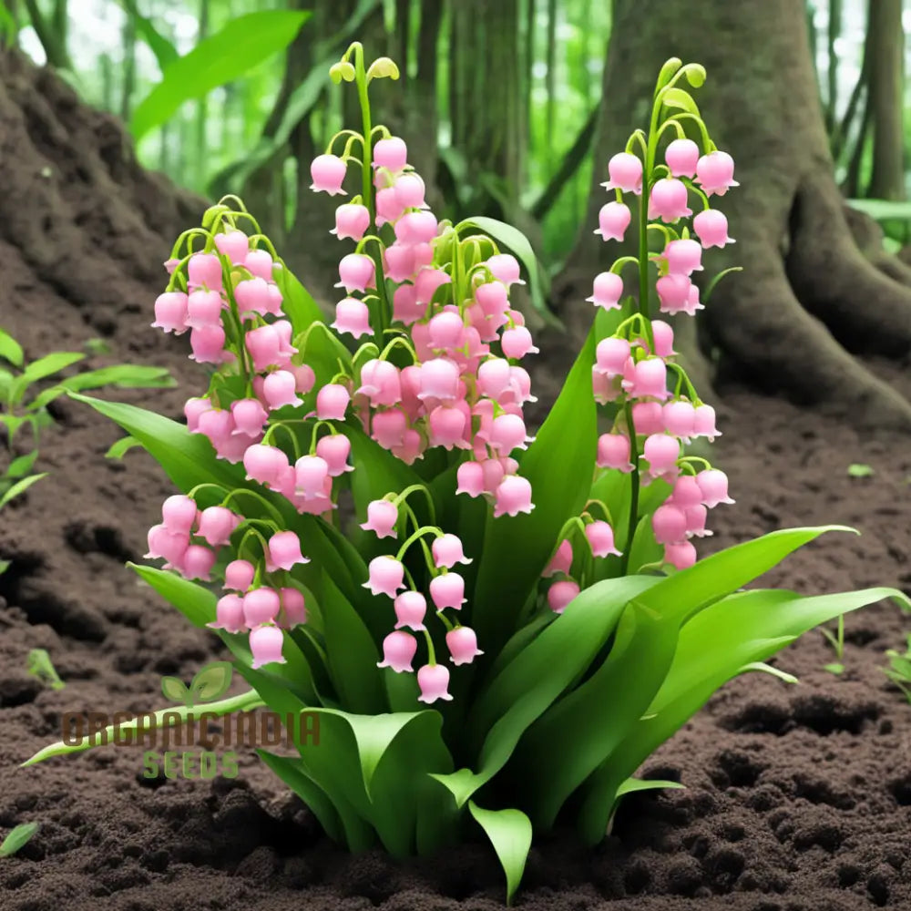 Lily Of The Valley Seeds Pink Flower Perennials