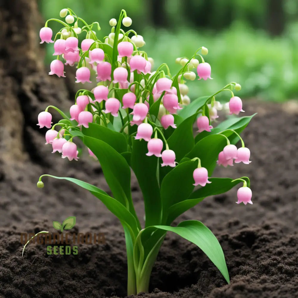 Lily Of The Valley Seeds Pink Flower Perennials