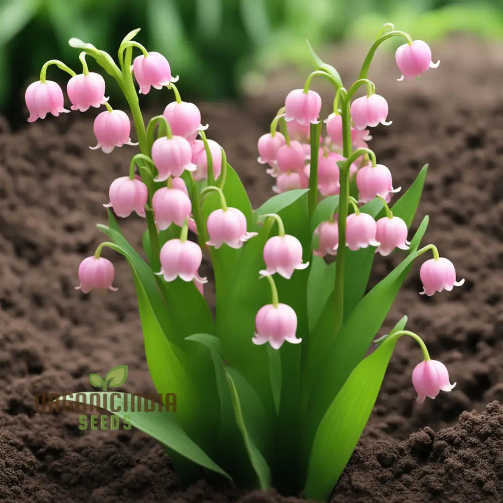 Lily Of The Valley Seeds Pink Flower Perennials