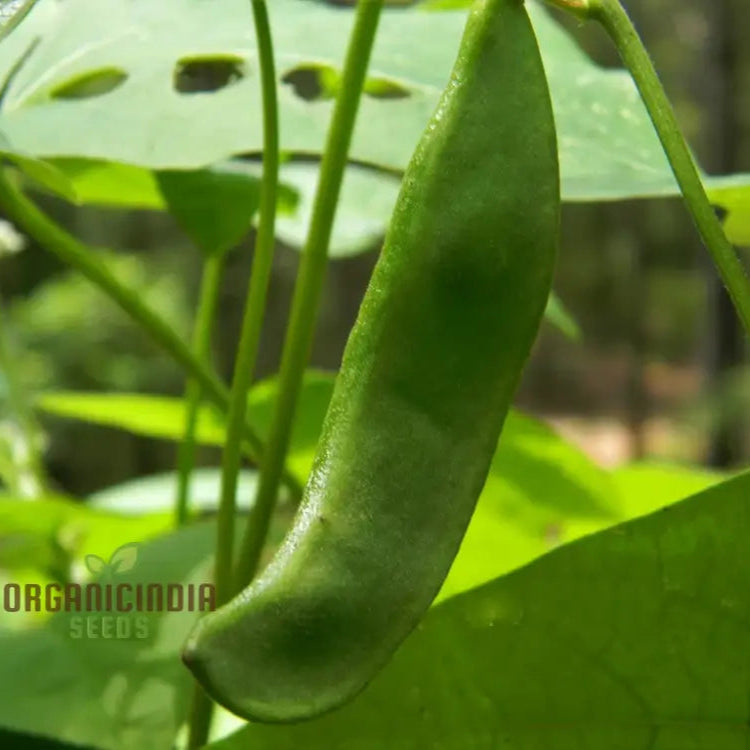 Lima Bean Heirloom Open Pollinated Farm & Vegetable Gardening Seeds For Planting Legumes