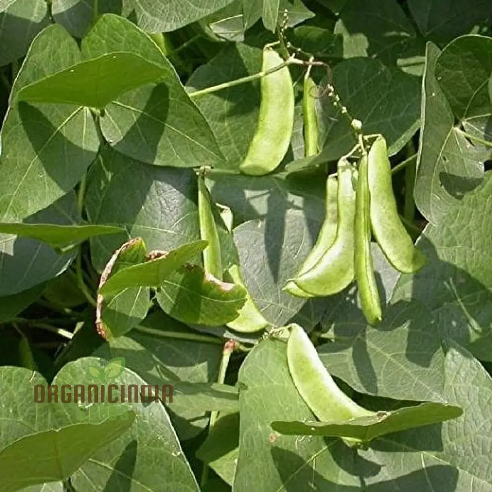 Lima Bean Heirloom Open Pollinated Farm & Vegetable Gardening Seeds For Planting Legumes