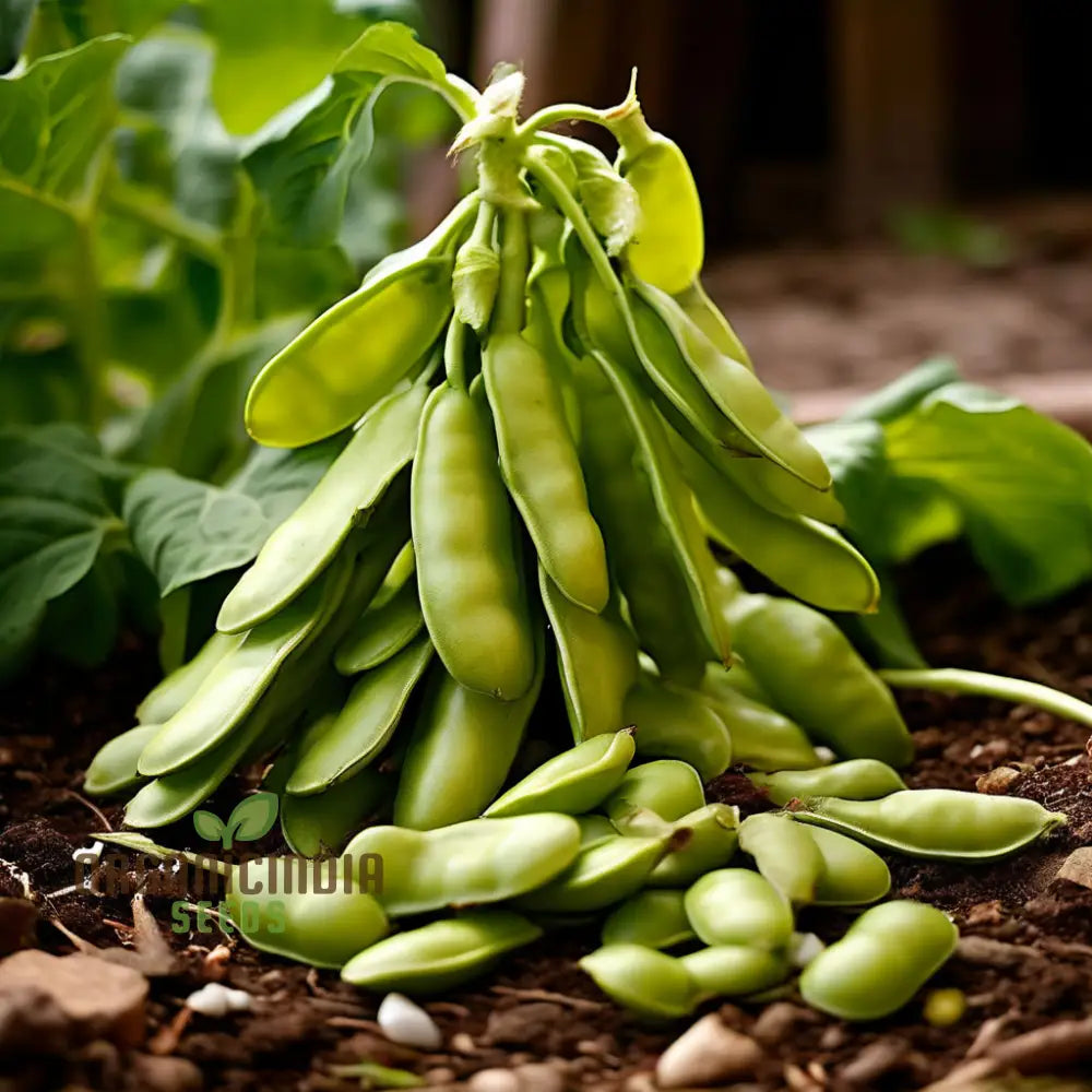 Lima Bean Heirloom Open Pollinated Farm & Vegetable Gardening Seeds For Planting Legumes