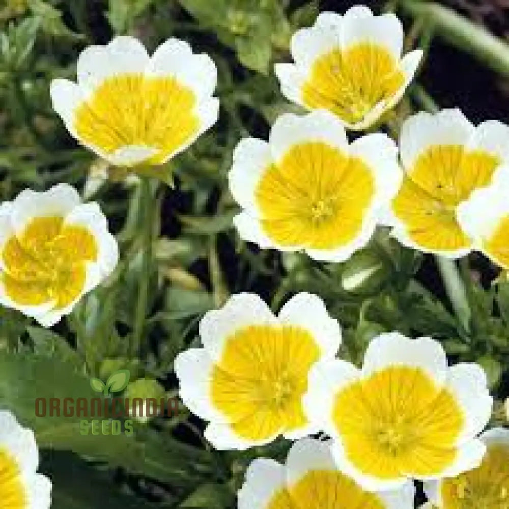 Limnanthes Douglasii Flower Seeds Premium Garden For Vibrant Blooms Enhance Your Seeds