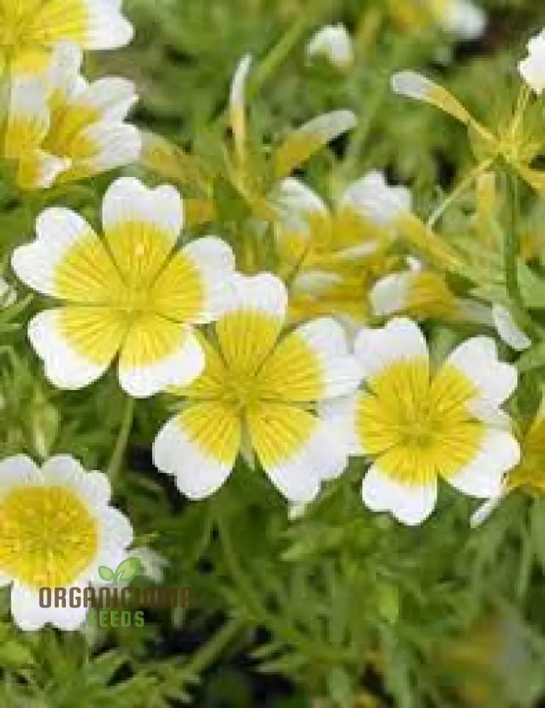 Limnanthes Douglasii Flower Seeds Premium Garden For Vibrant Blooms Enhance Your Seeds