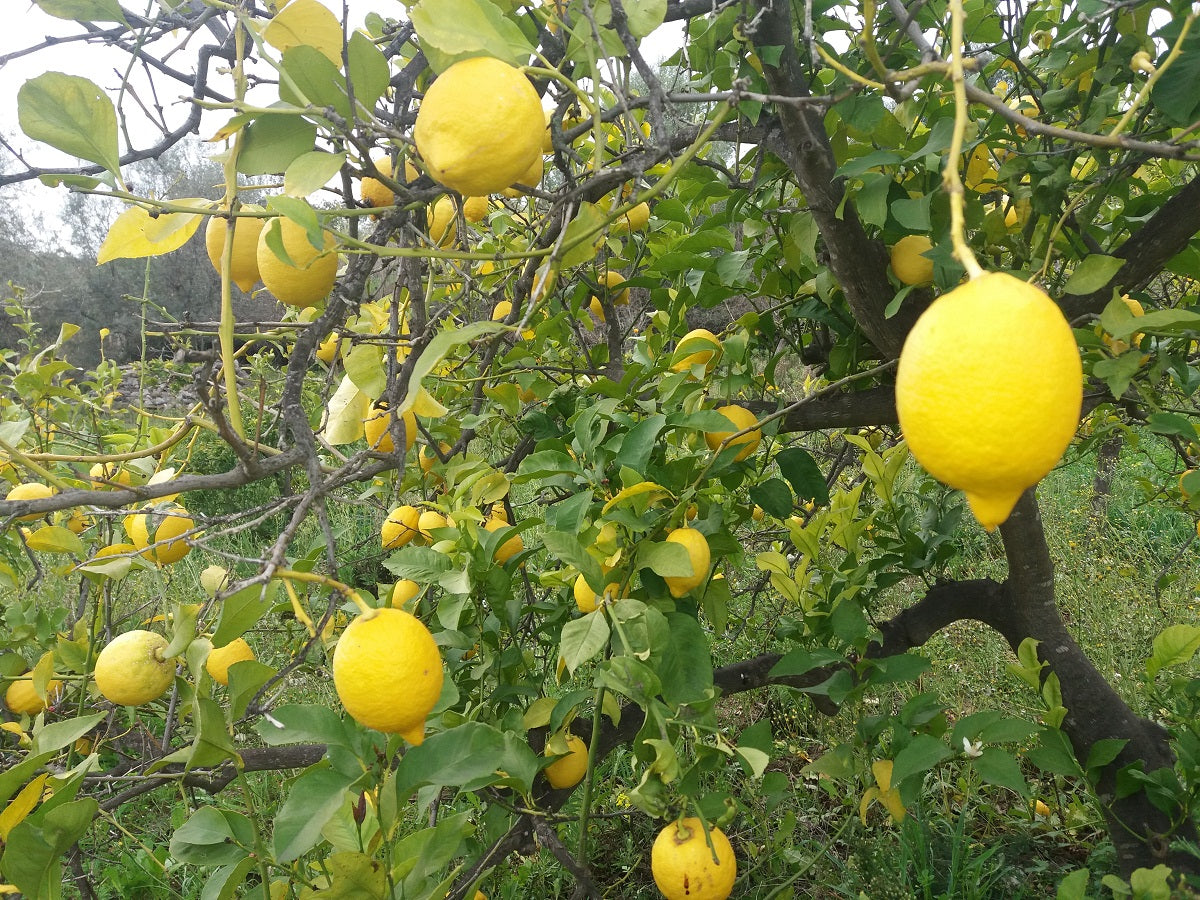 Verna Lemon Seeds for Planting – Grow Flavorful Citrus Trees at Home