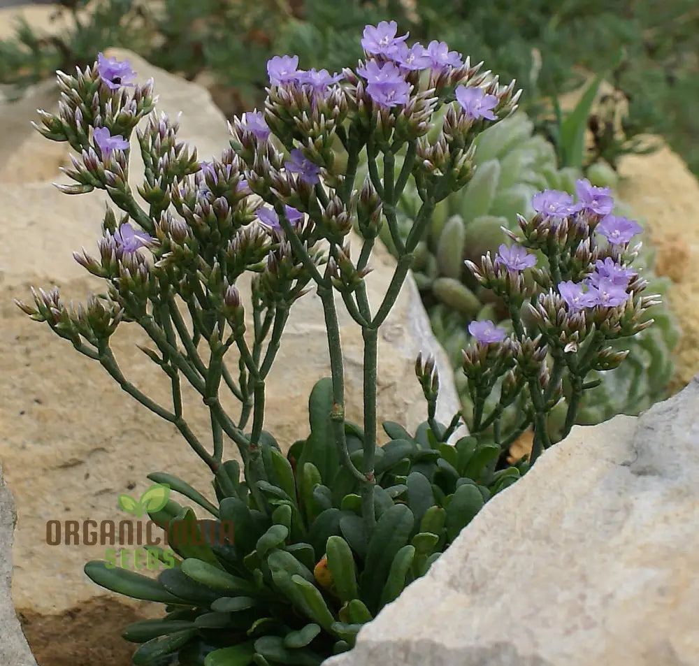 Limonium Minutum Seeds â€“ Elevate Your Gardening Experience With Resilient Long-Lasting Blooms!