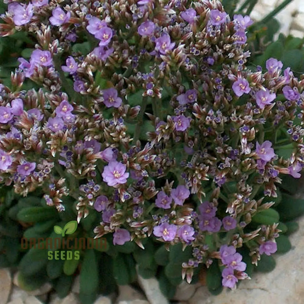 Limonium Minutum Seeds â€“ Elevate Your Gardening Experience With Resilient Long-Lasting Blooms!