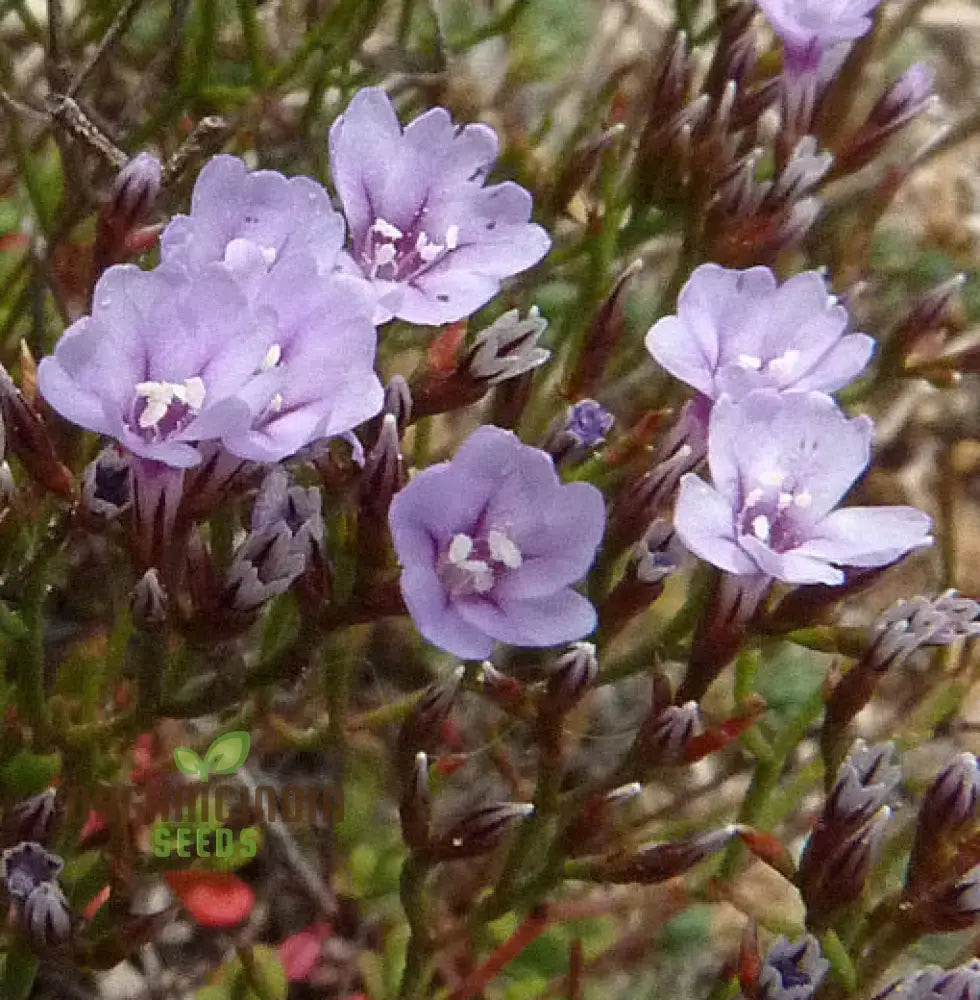 Limonium Minutum Seeds â€“ Elevate Your Gardening Experience With Resilient Long-Lasting Blooms!