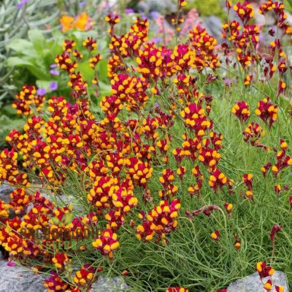 Linaria Spanish Dancer Flower Seeds Brighten Your Garden With Colorful Blooms Using Expert Seed