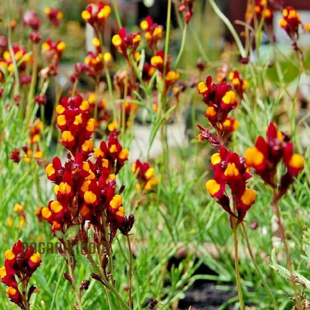 Linaria Spanish Dancer Flower Seeds Brighten Your Garden With Colorful Blooms Using Expert Seed