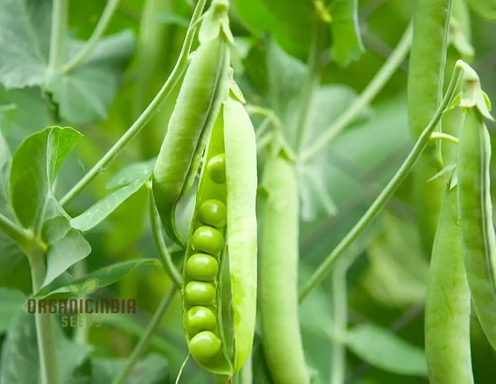 Lincoln Pea Seeds (Heirloom Organic Non-Gmo) - 100 Pcs For Planting Vegetable