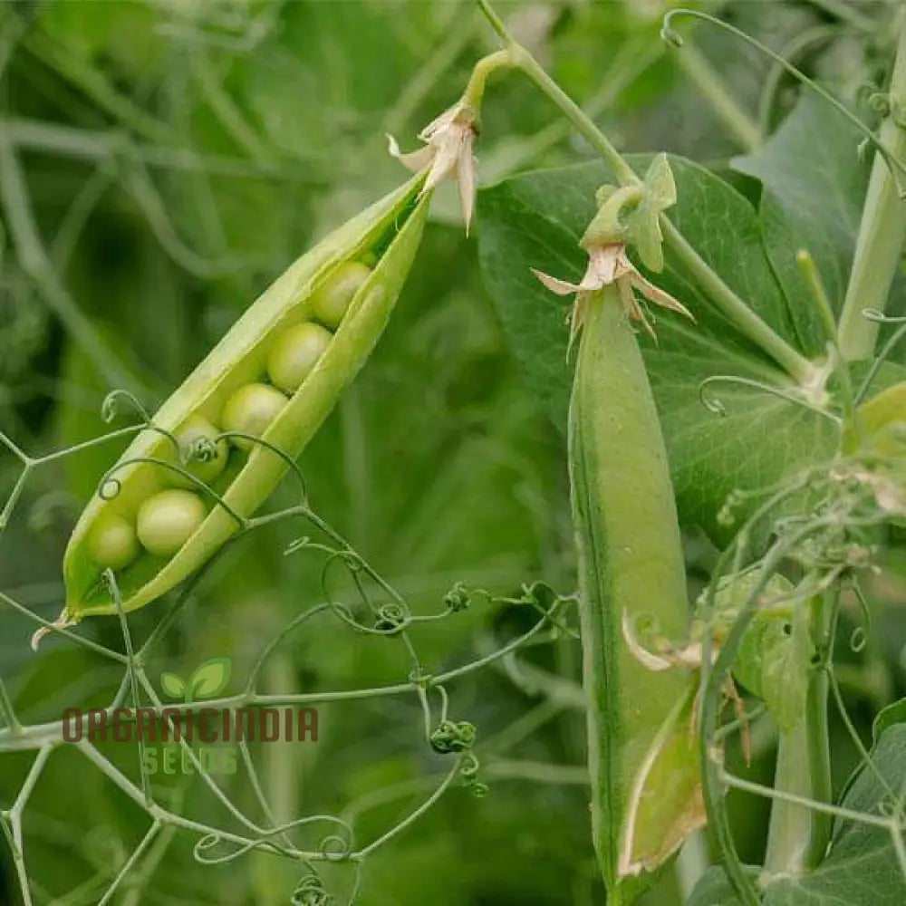 Lincoln Pea Seeds (Heirloom Organic Non-Gmo) - 100 Pcs For Planting Vegetable