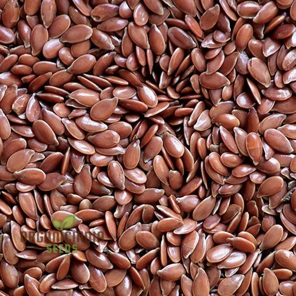 Linseed Brown - Flaxseed Seeds For Planting Organic High-Quality Seed Varieties