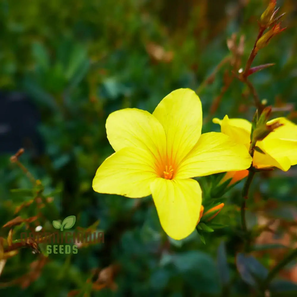 Linum Arboreum Seeds For Spectacular Flowers And Enhance Your Gardening Experience!