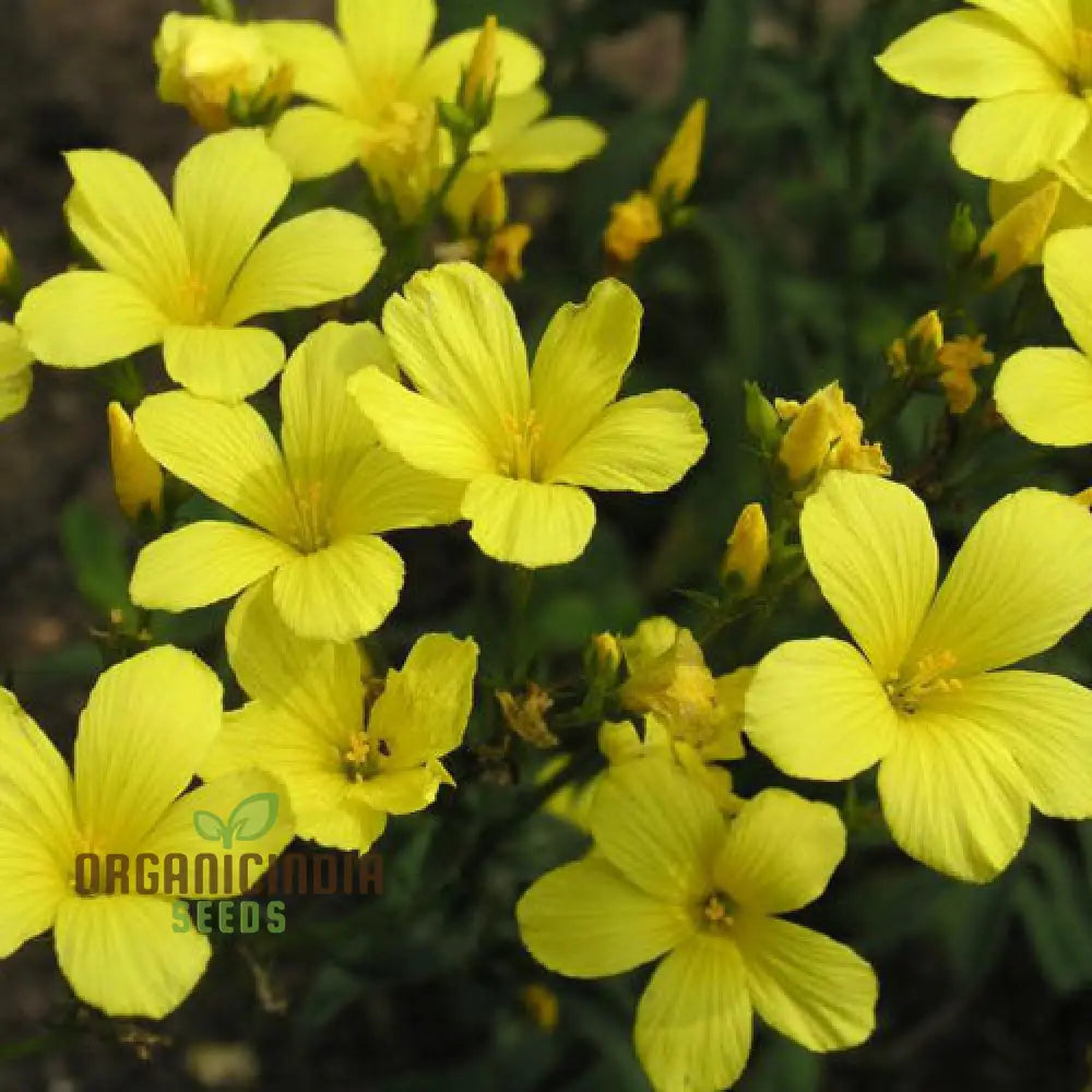 Linum Arboreum Seeds For Spectacular Flowers And Enhance Your Gardening Experience!