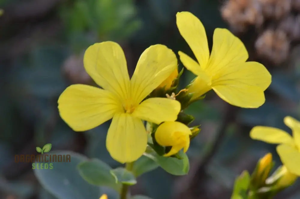 Linum Arboreum Seeds For Spectacular Flowers And Enhance Your Gardening Experience!