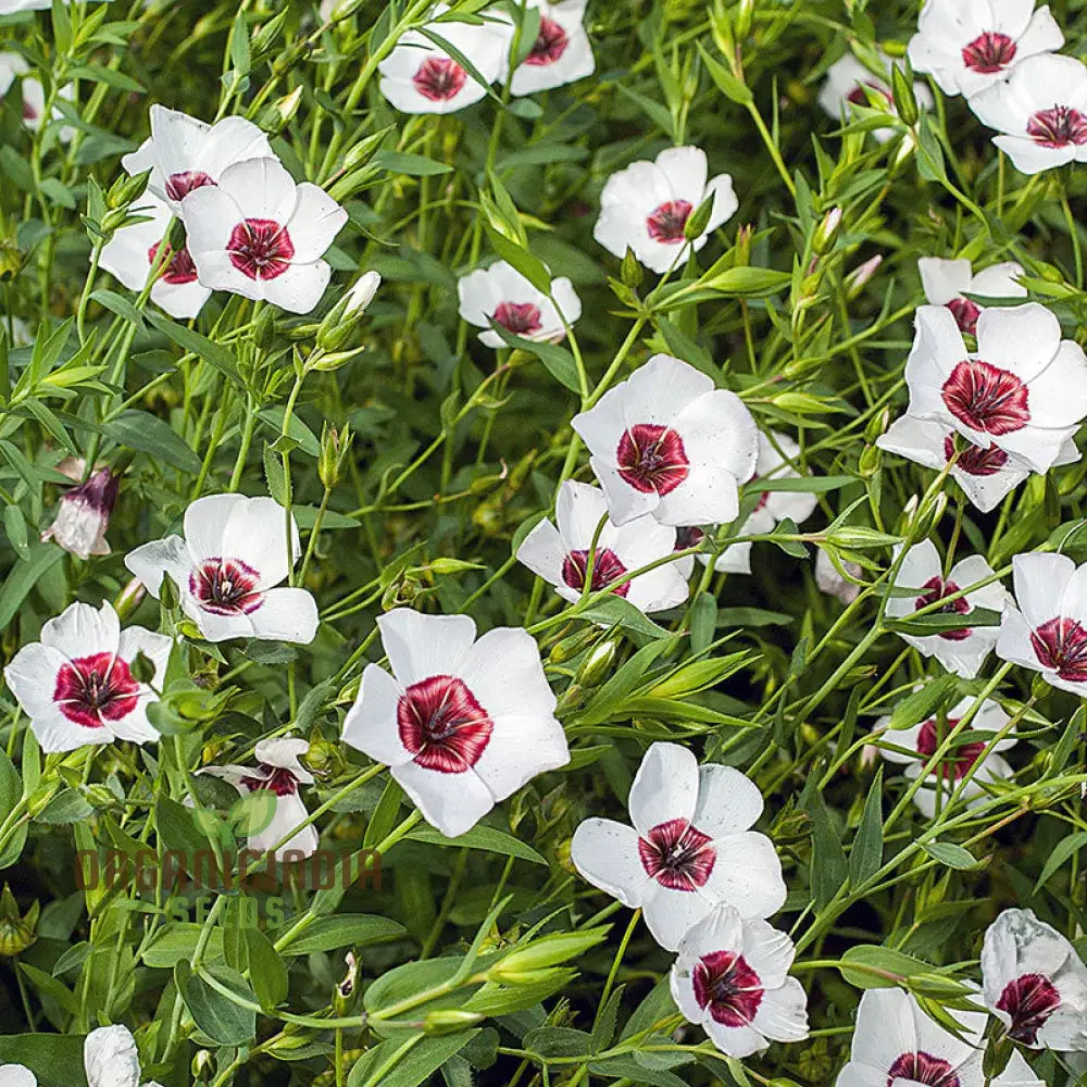 Linum Bright Eyes Flower Seeds For Planting Vibrant With Striking Blooms For A Stunning Garden