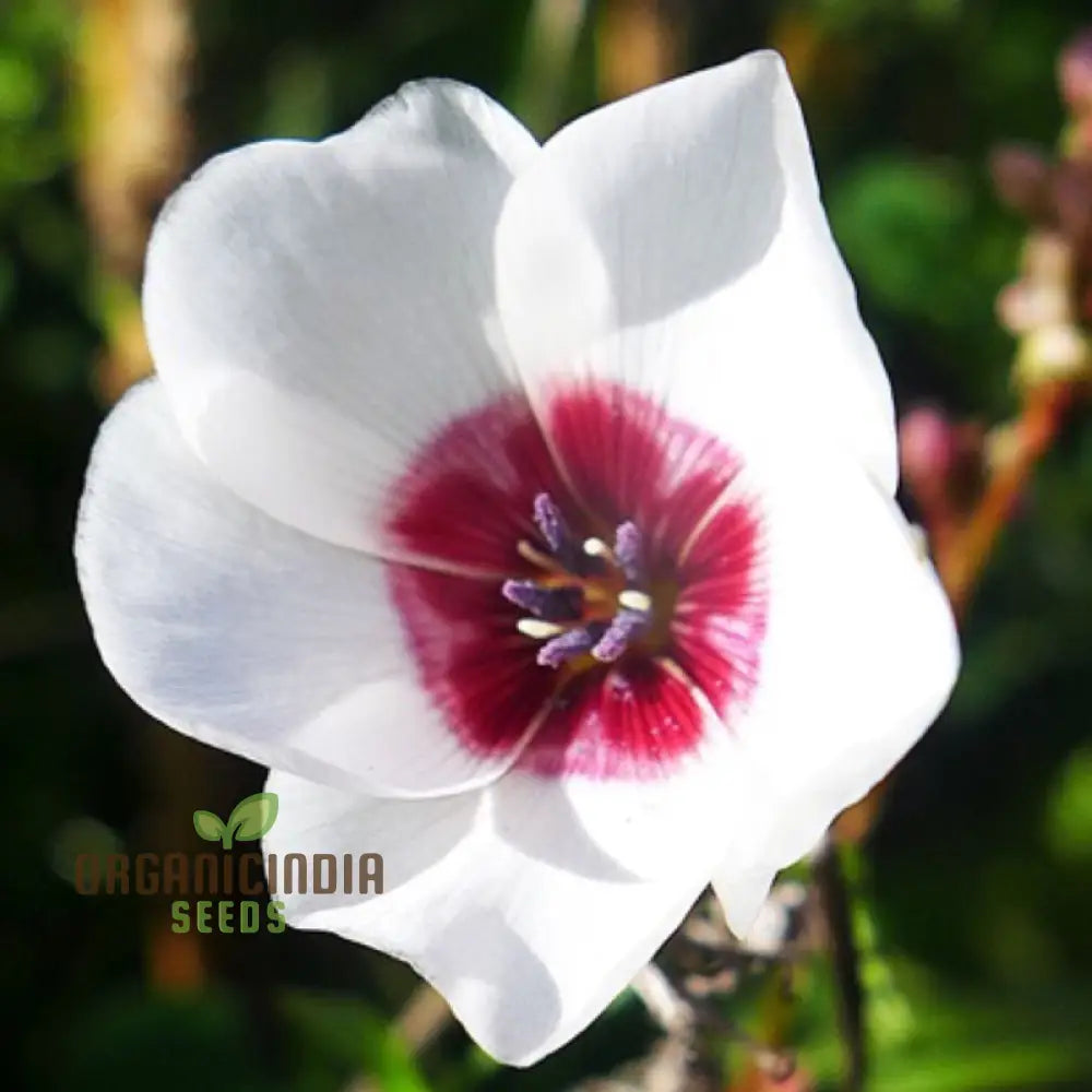 Linum Bright Eyes Flower Seeds For Planting Vibrant With Striking Blooms For A Stunning Garden