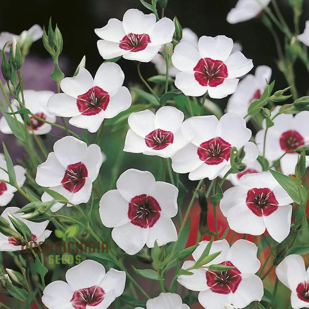 Linum Bright Eyes Flower Seeds For Planting Vibrant With Striking Blooms For A Stunning Garden