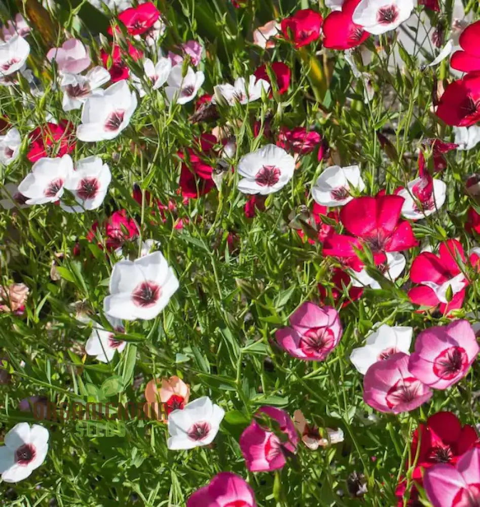 Linum Charmer Extra Mixture Flower Seeds For Planting Vibrant And Varied Flowers For A Stunning