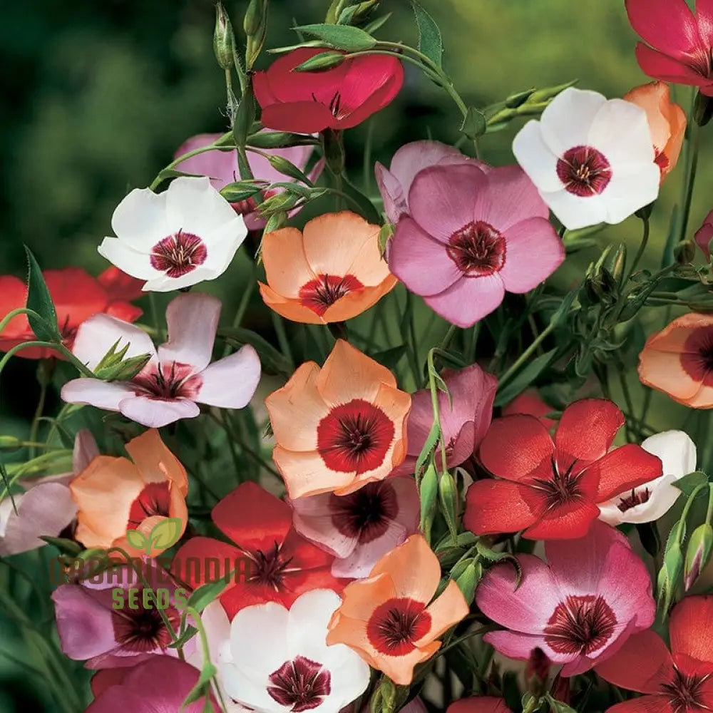 Linum Charmer Extra Mixture Flower Seeds For Planting Vibrant And Varied Flowers For A Stunning