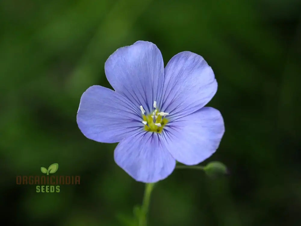 Linum Perenne (Perennial Flax) Flower Seeds Cultivate Long-Lasting Beauty In Your Garden With