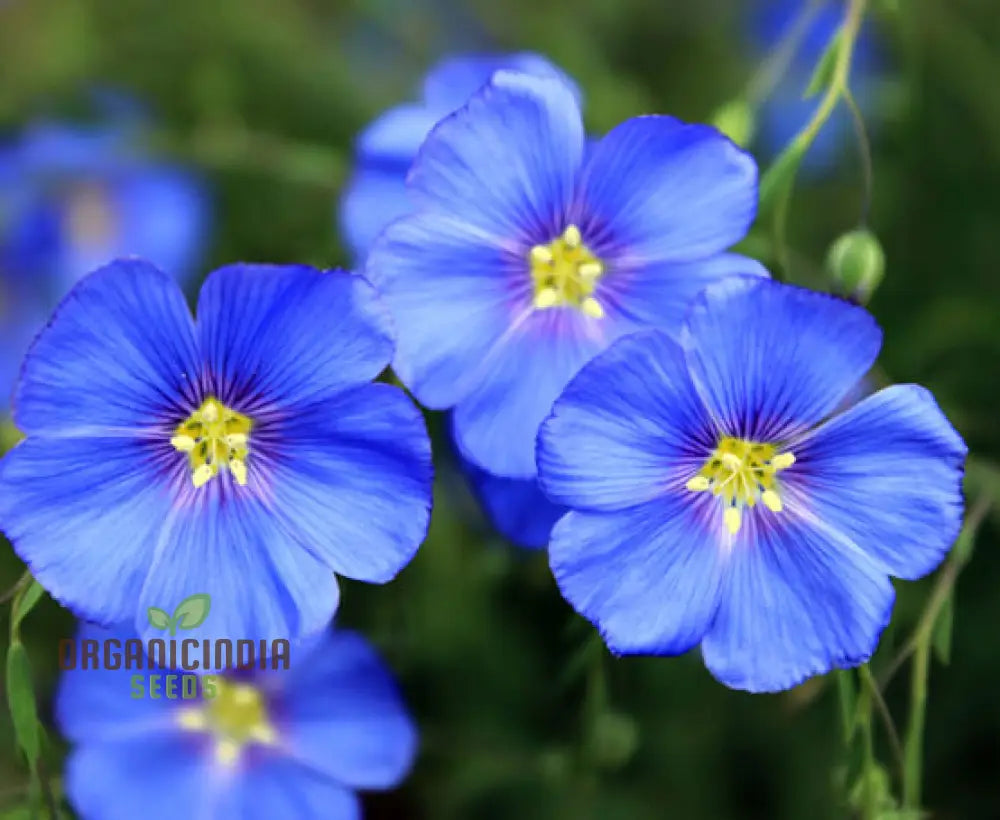 Linum Perenne (Perennial Flax) Flower Seeds Cultivate Long-Lasting Beauty In Your Garden With