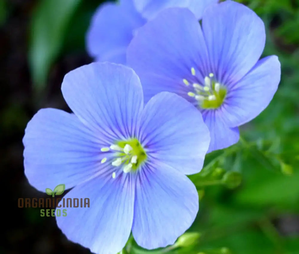 Linum Perenne (Perennial Flax) Flower Seeds Cultivate Long-Lasting Beauty In Your Garden With