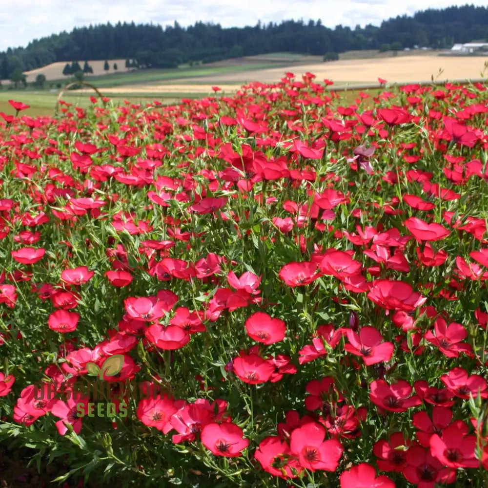 Linum Red Seeds - Vibrant Garden Bloom Easy To Grow Long-Lasting Floral Beauty For Your