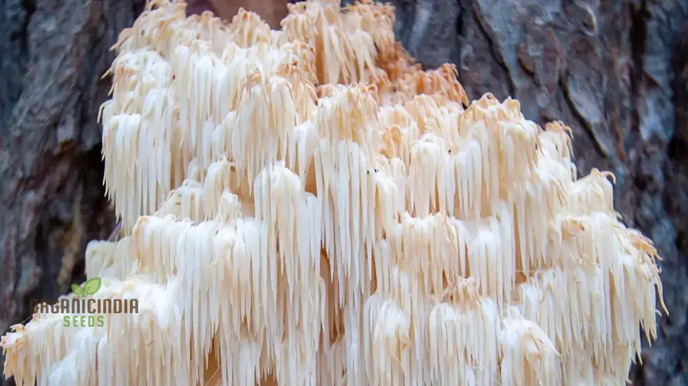 Lion’s Mane Mushroom Seeds Grow Kit Cultivate Exotic Edible Fungi At Home With All-In-One