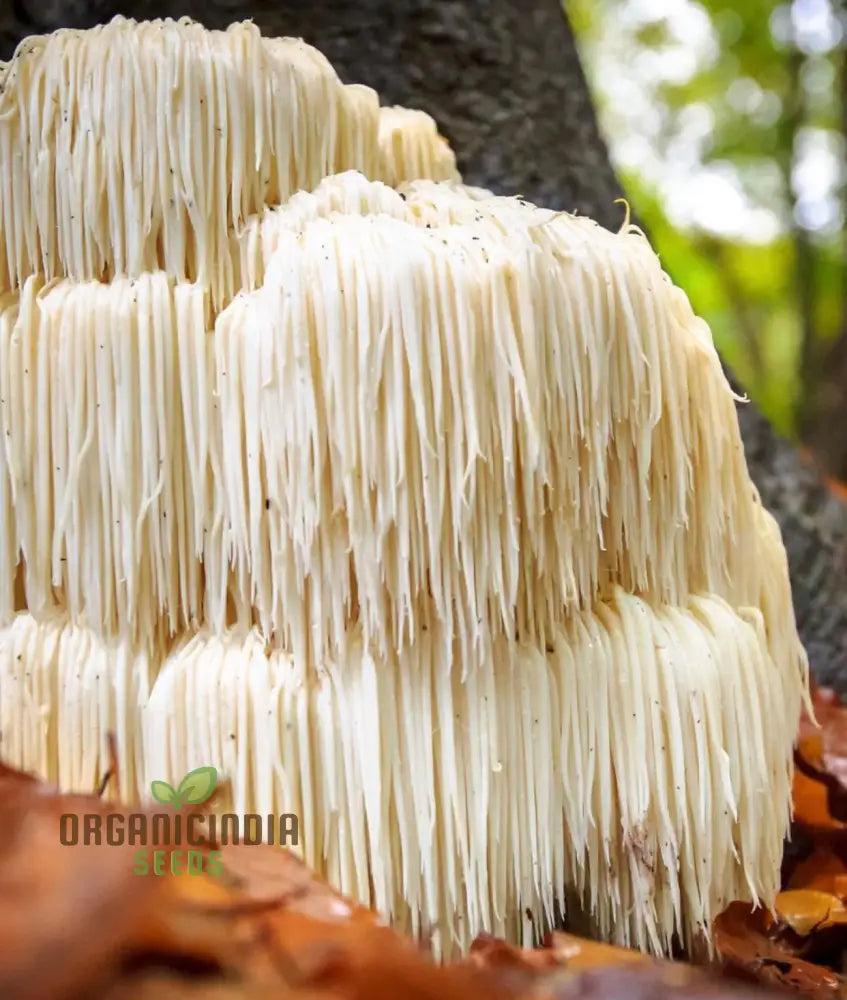 Lion’s Mane Mushroom Seeds Grow Kit Cultivate Exotic Edible Fungi At Home With All-In-One