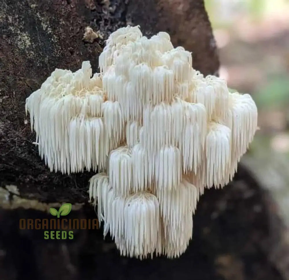 Lion’s Mane Mushroom Seeds Grow Kit Cultivate Exotic Edible Fungi At Home With All-In-One