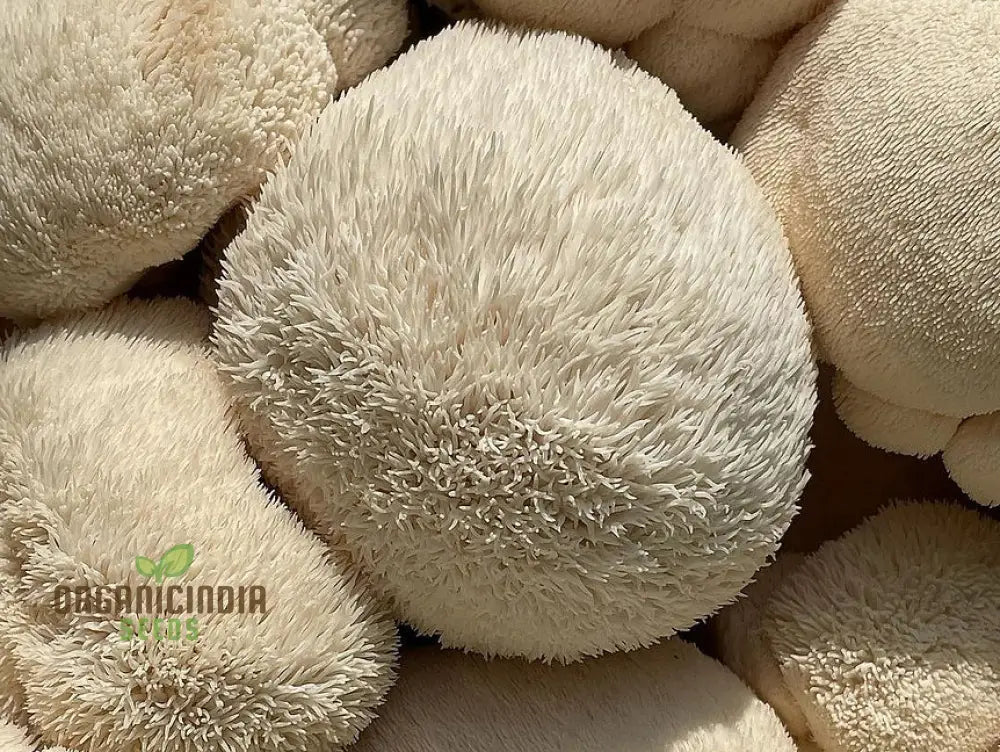 Lion’s Mane Mushroom Seeds Grow Kit Cultivate Exotic Edible Fungi At Home With All-In-One