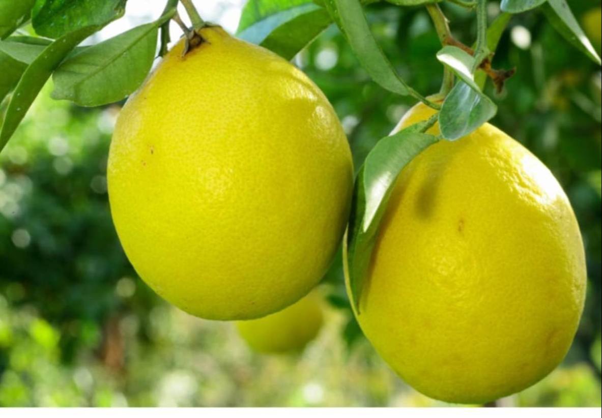 Lisbon Lemon Seeds for Planting – Grow Fresh Citrus Trees at Home