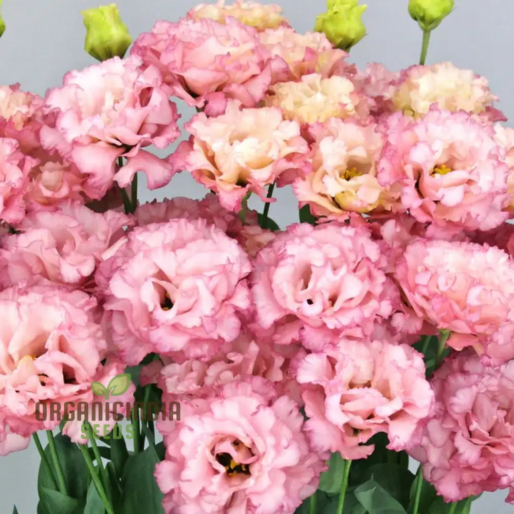 Lisianthus/Eustoma Pink Flower Seeds - Premium Quality For Gardening Enthusiasts | Perfect Creating