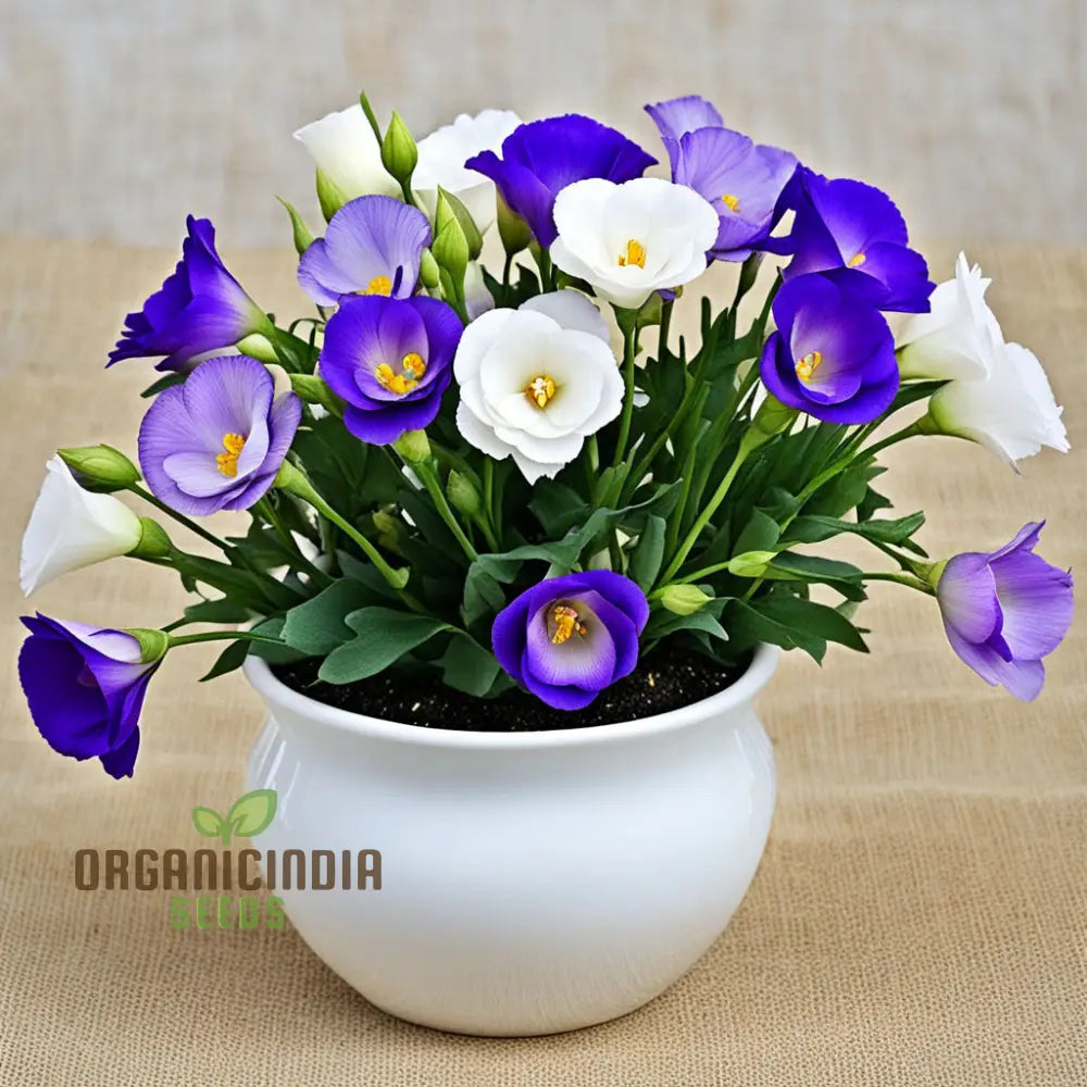 Lisianthus Flower Seeds Eustoma For Floral Garden & Bouquets - 100 Pcs Annuals